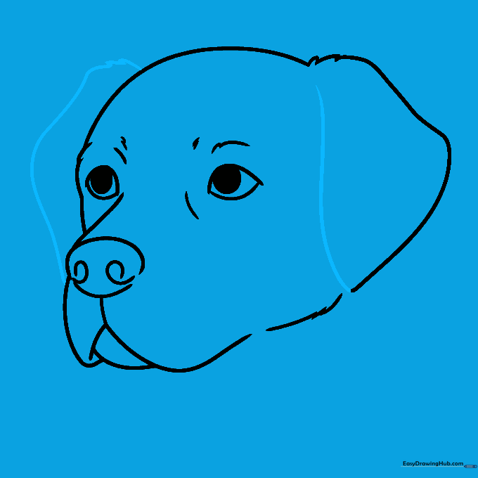 Drawing the floppy ears of the Labrador Retriever.