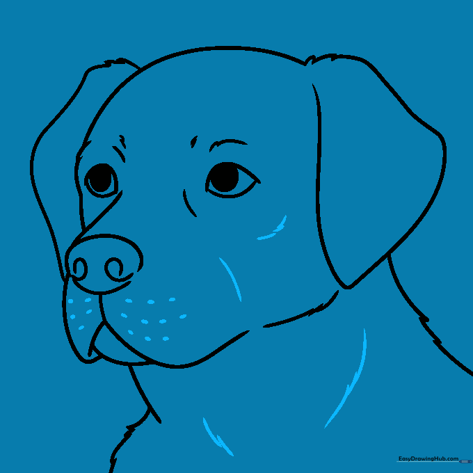 Finalizing the Labrador face with whiskers and fur texture details.