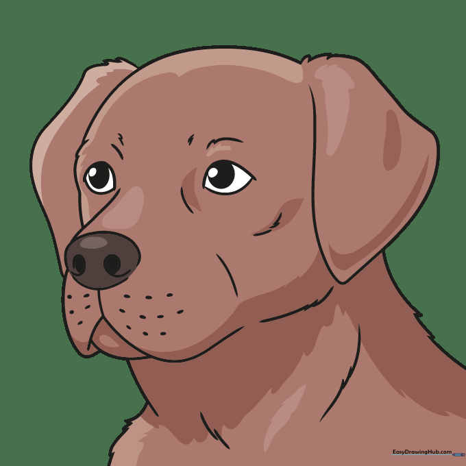 A finished, colored drawing of a brown Labrador Retriever head.