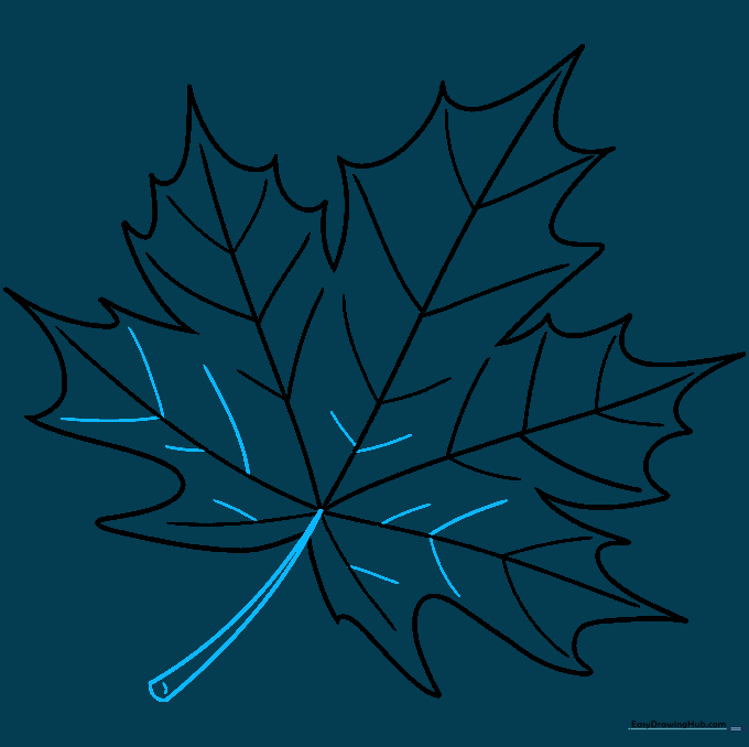 Drawing the petiole or stem at the base of the leaf with two curved lines.