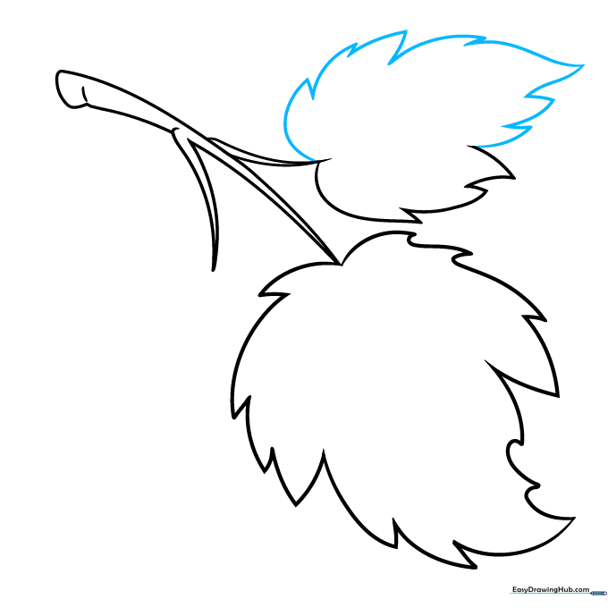 Drawing the three-lobed structure of the second leaf.