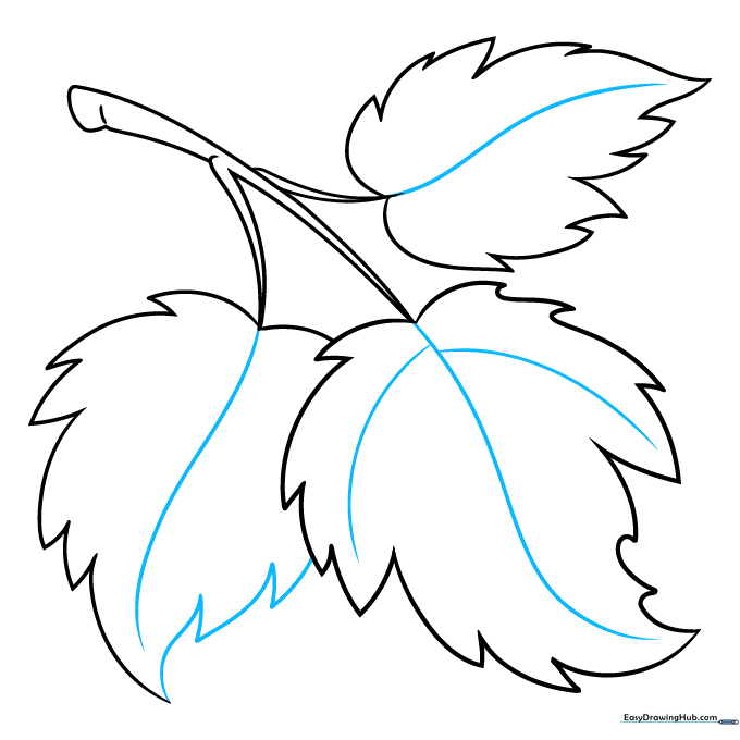 Adding the central veins and primary branch veins to the leaf drawings.