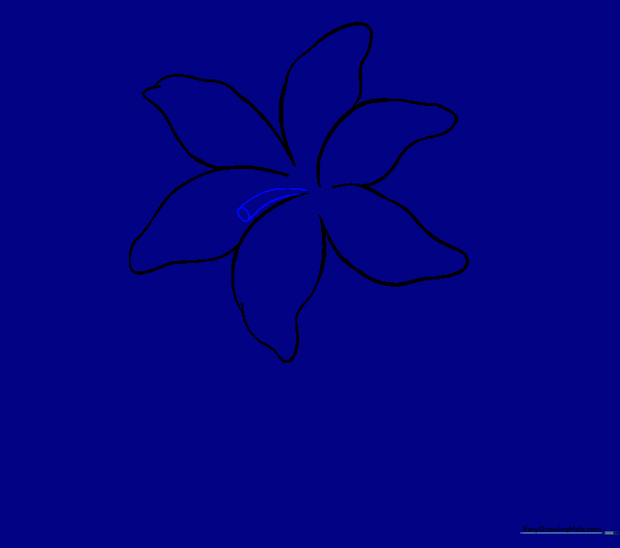 Drawing the first stamen and anther in the center of the lily.