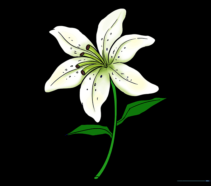 The final colored lily drawing with soft shading and details.