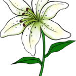 A beautiful, completed lily drawing, showcasing petals, stem, and leaves.