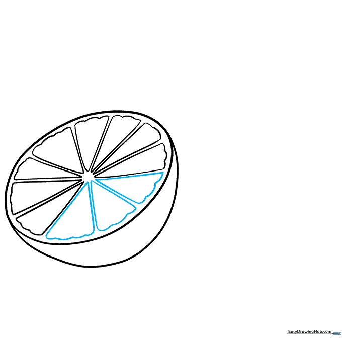 Drawing the central core circle of the lime
