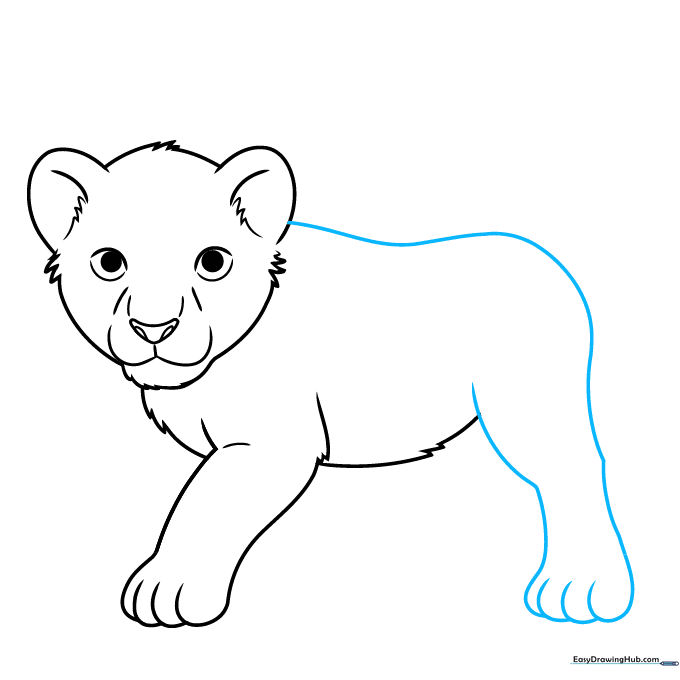 Drawing the lion cub's back and rear leg structure.