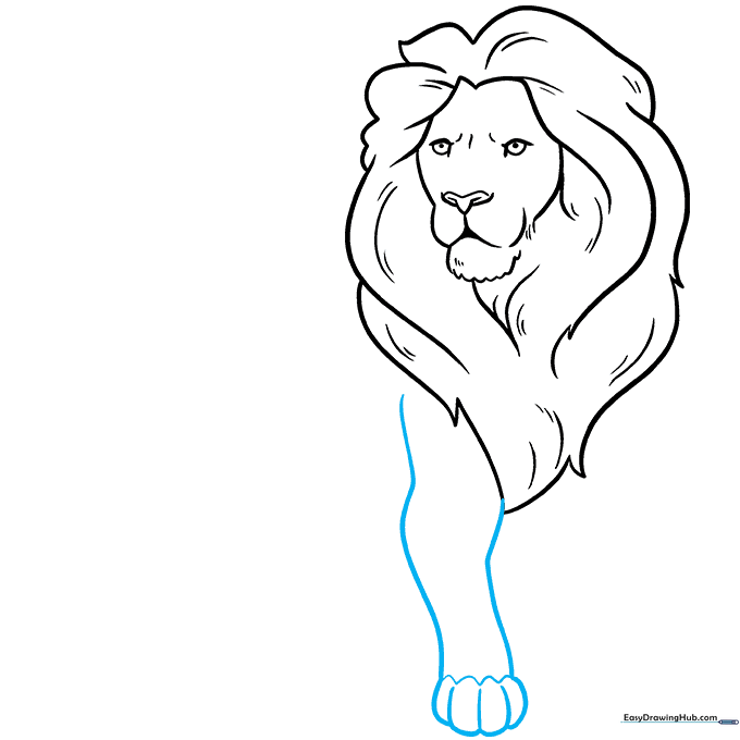Sketching the lion's front leg and paw with detailed toe markings.