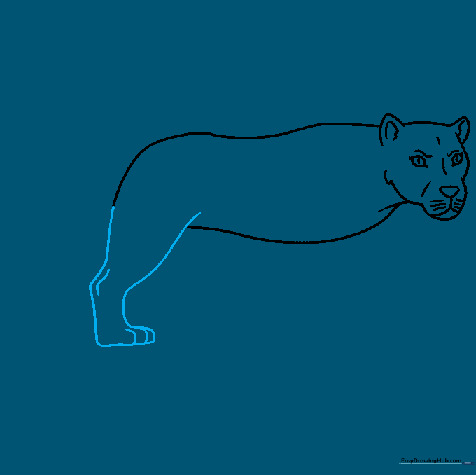 Drawing the first hind leg of the lioness with paw details.