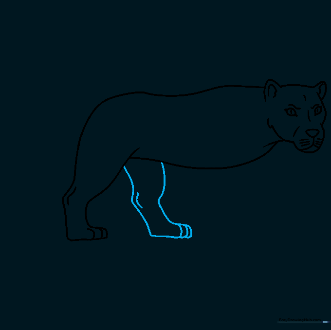 Adding the second hind leg to complete the lioness back stance.