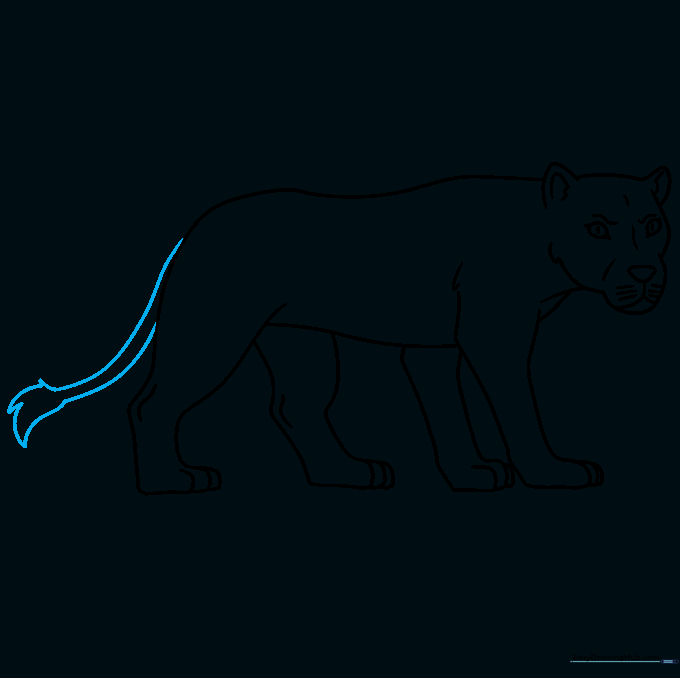 Drawing the long tail with a tuft of fur at the end.