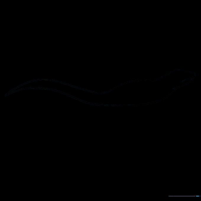 The lizard outline after erasing internal guide lines.