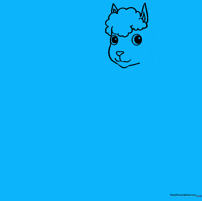 Llama drawing showing the head connected to a long, furry neck.