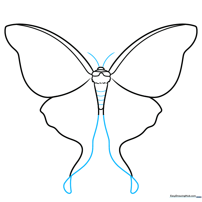 Detailing the wings with loops and adding two antennae to the moth's head.