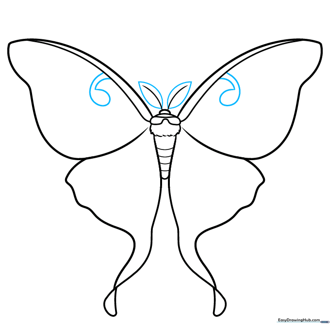 Adding football-shaped antennae and wing eyespot structures.