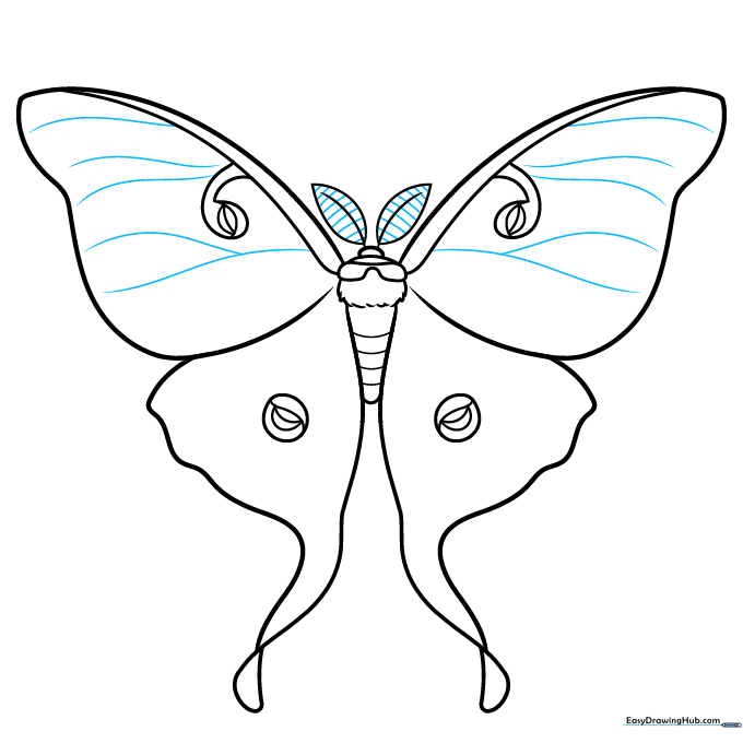 Adding feathery texture to the antennae and curved lines to the upper wings.