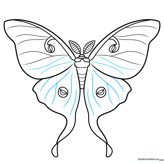 Finalizing the wing vein details surrounding the central circles.