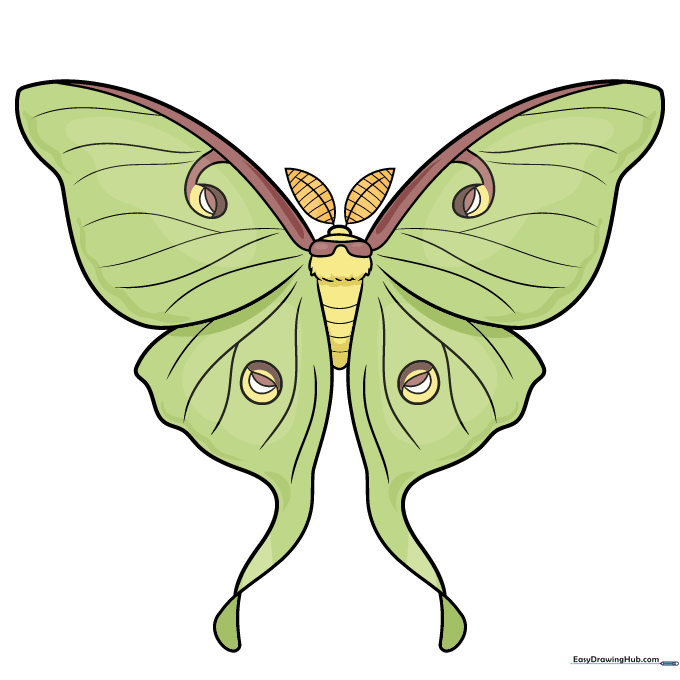 Completed and colored Luna Moth drawing with vibrant green wings and detailed patterns.