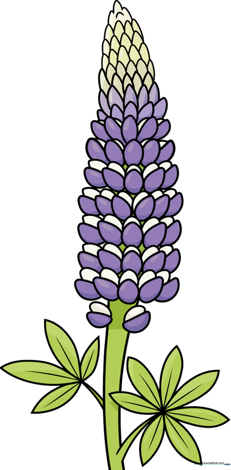 A completed, colorful lupine flower drawing, showcasing the tall, stacked petal structure.