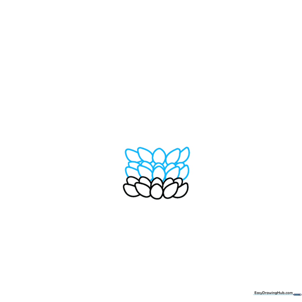 Lupine drawing showing the progression of petal rows with overlapping depth.