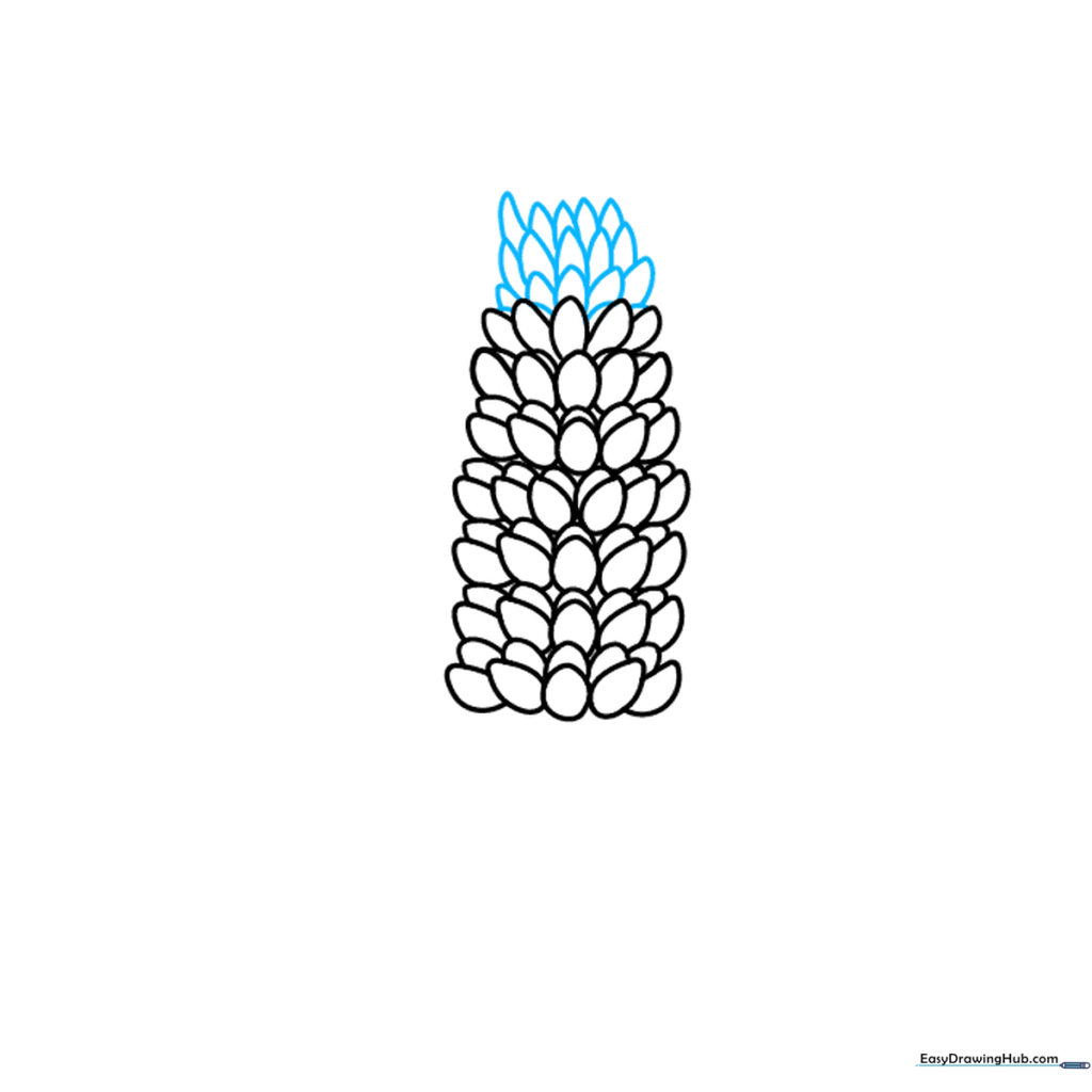 Drawing the tapering lower section of the lupine flower spike.