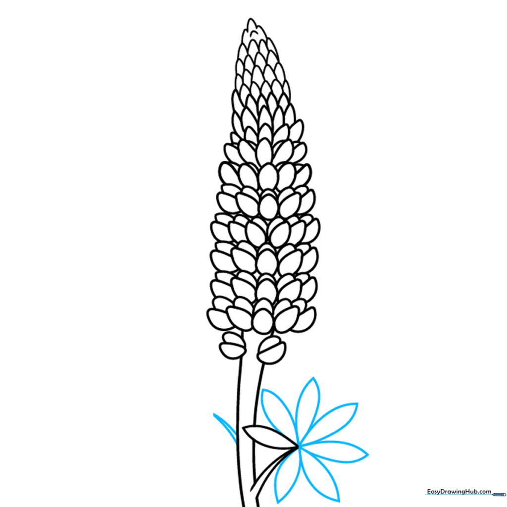 Drawing the characteristic palmate, starburst-shaped leaves of the lupine plant.