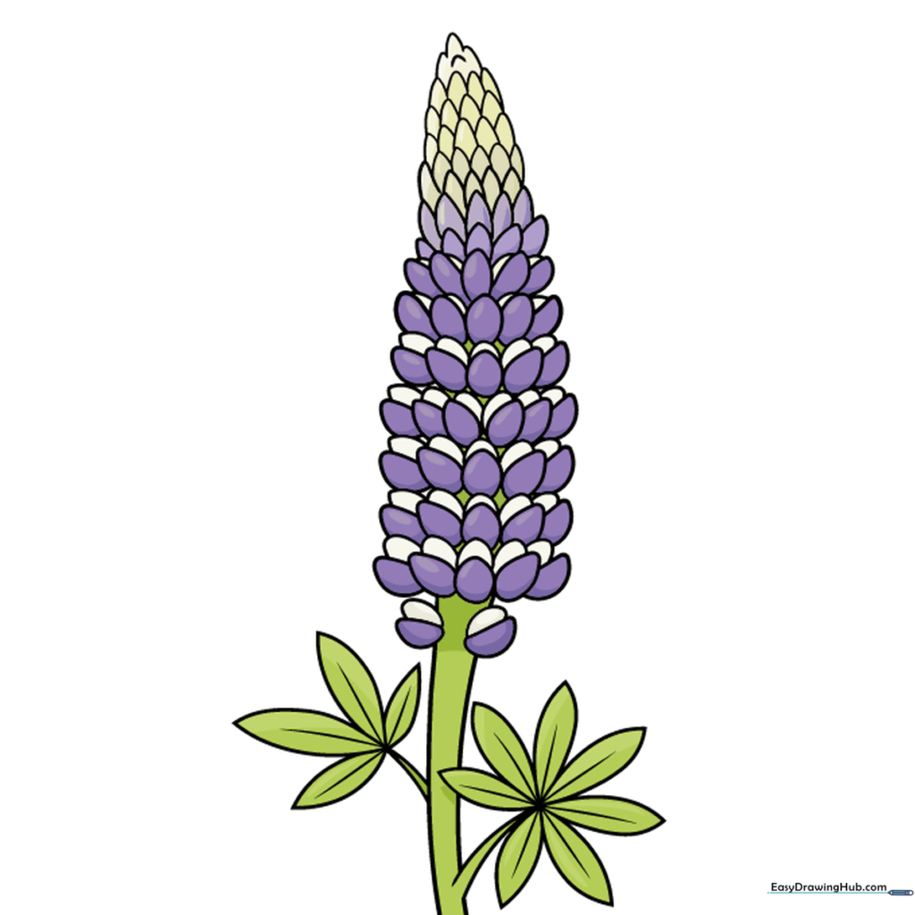 A fully colored, vibrant lupine flower drawing with purple petals and green foliage.