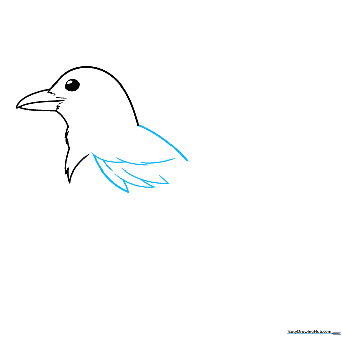 Sketching the magpie's back and the initial structure of the folded wing.