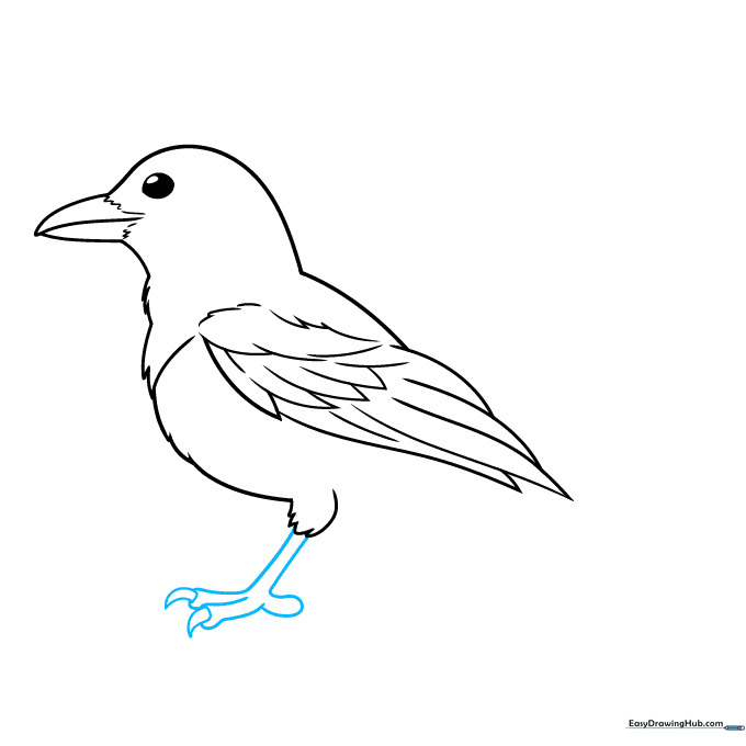 Detailed sketch of the magpie's leg, toes, and sharp claws.