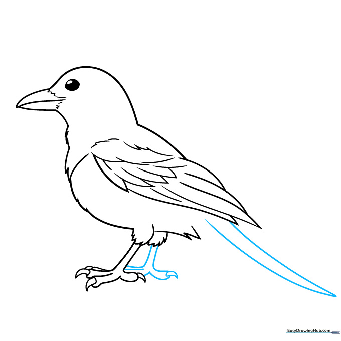Sketching the long, elegant tail feathers of the magpie.