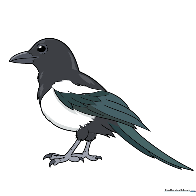 A fully colored, cartoon-style magpie with black, white, and blue-tinted feathers.