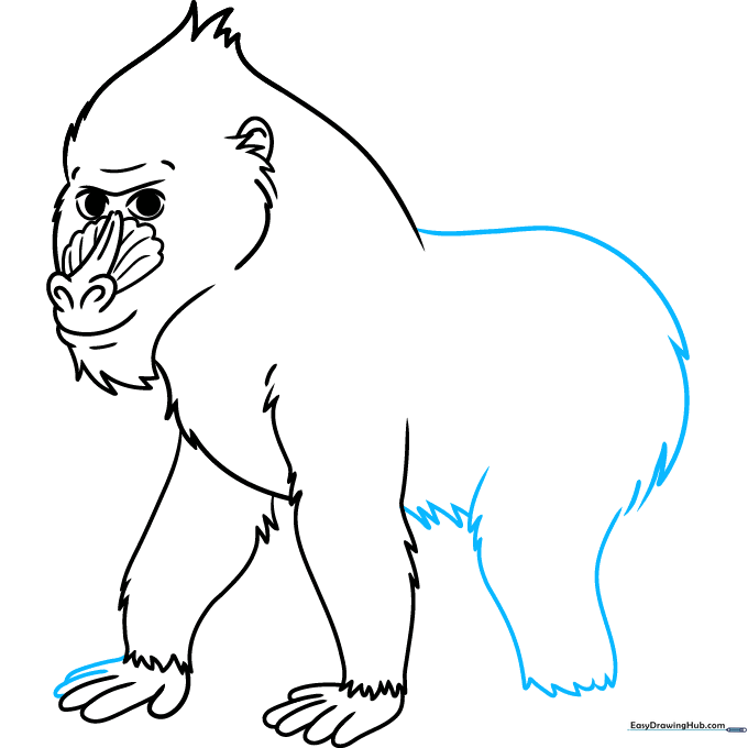 Outlining the back and upper legs of the mandrill.