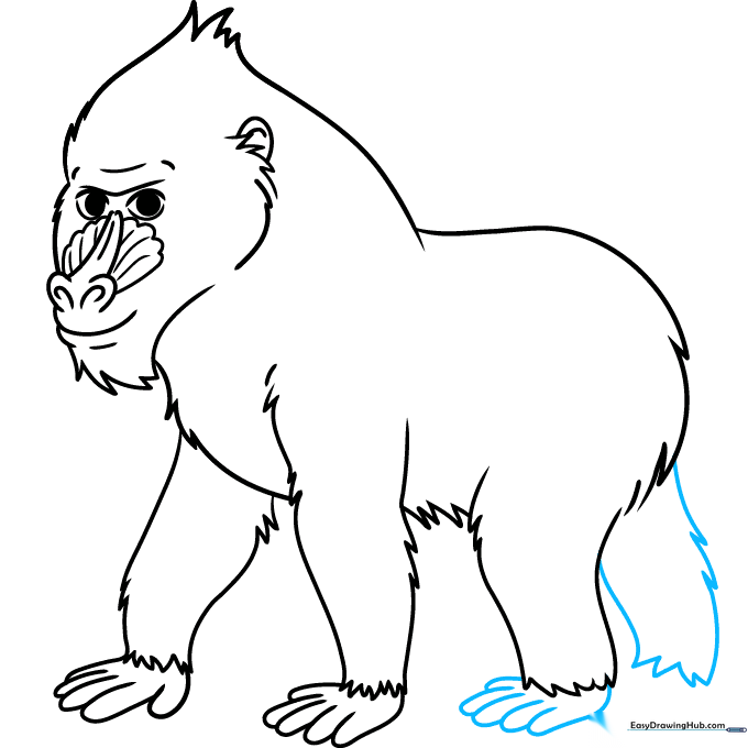 Adding feet and toes to the mandrill's legs.