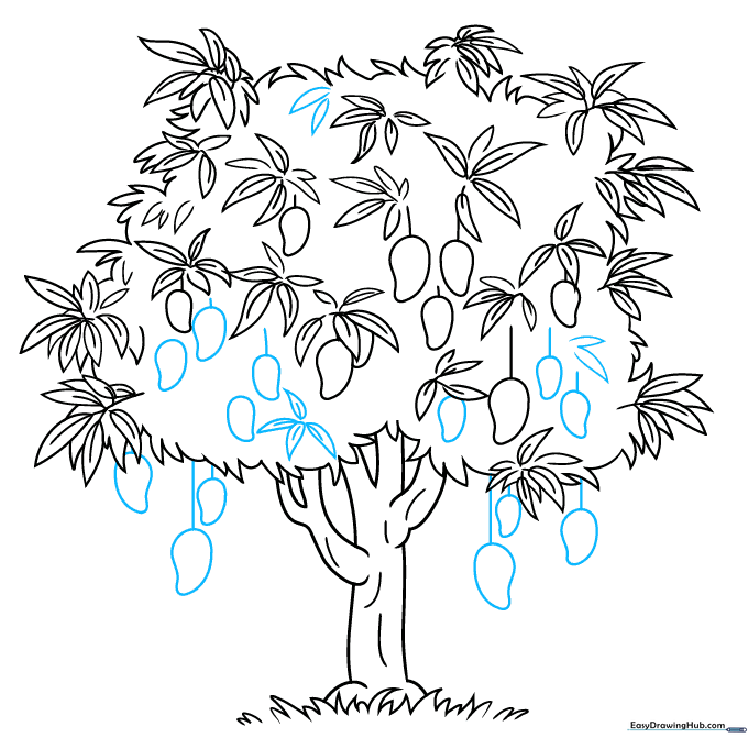 Final sketch of the mango tree with multiple fruits and leaves.
