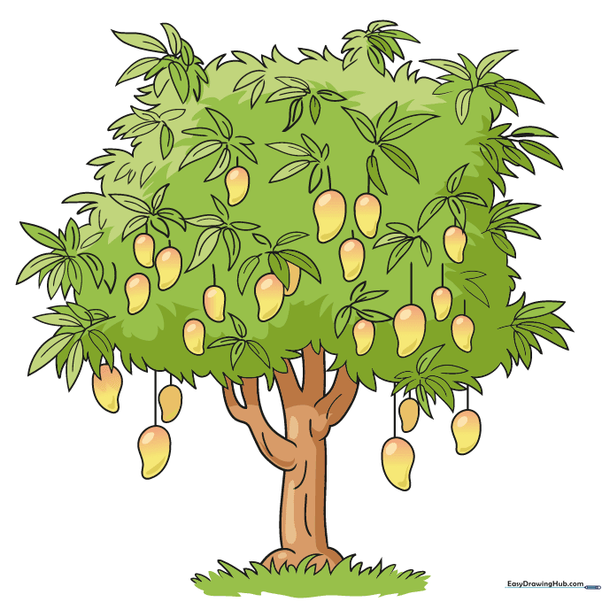 Finished, colored drawing of a mango tree with yellow and red mangoes.