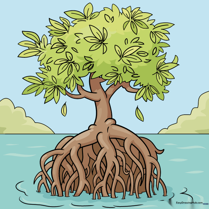 Finished mangrove tree drawing colored with brown trunk and green leaves.
