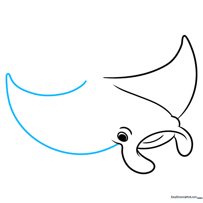 Completing the second pectoral fin to give the manta ray its full wingspan.