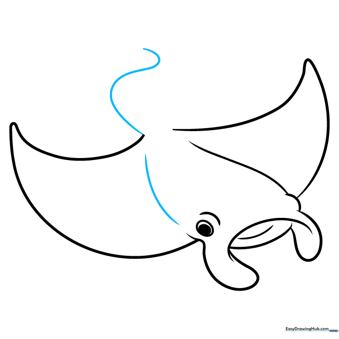 Adding the beginning of the long, slender tail to the manta ray's body.