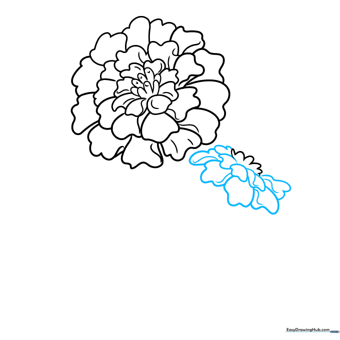 Detailing the side-view petals of the second marigold flower.