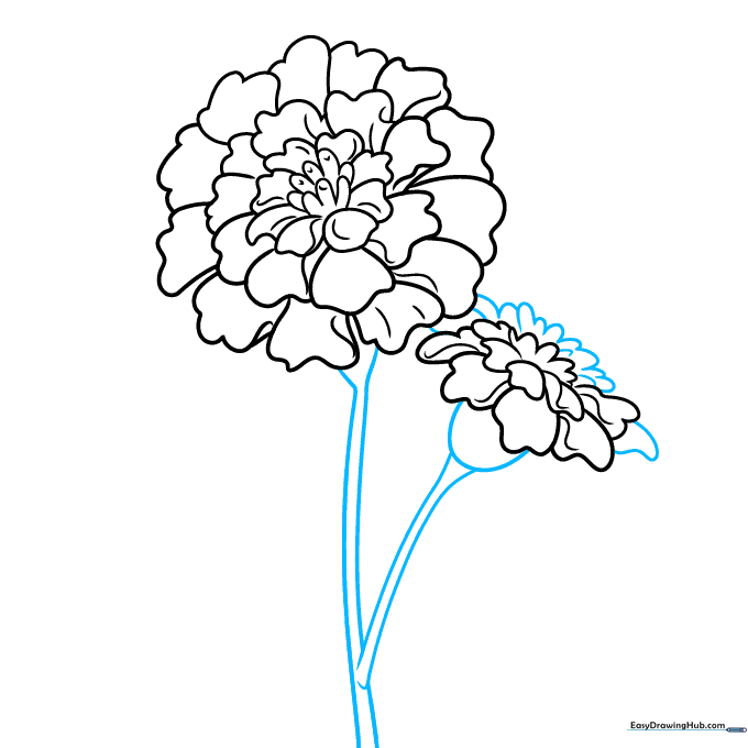 Drawing the stems connecting both marigold flowers in a Y-shape.