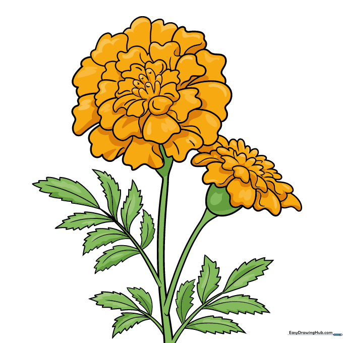 A fully colored, vibrant marigold flower drawing with orange and yellow petals.