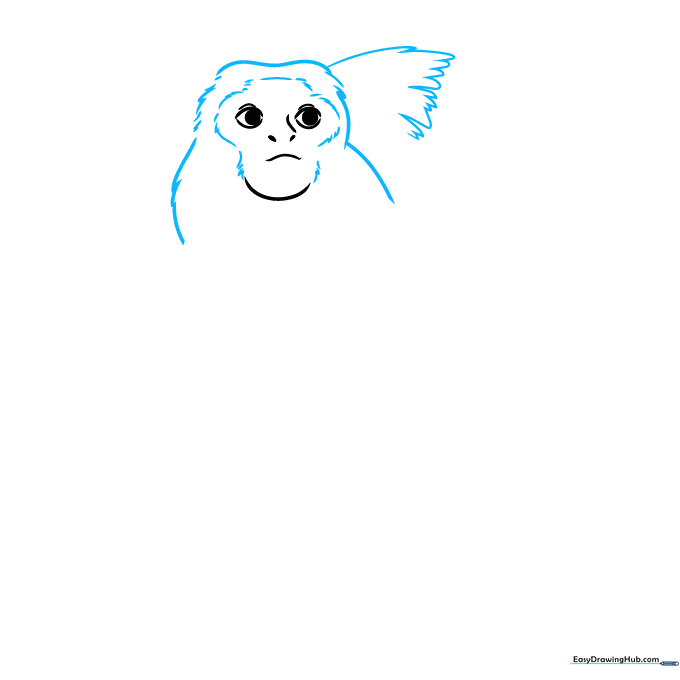 Pencil sketch showing the outline of the marmoset's head and the beginning of ear tufts.