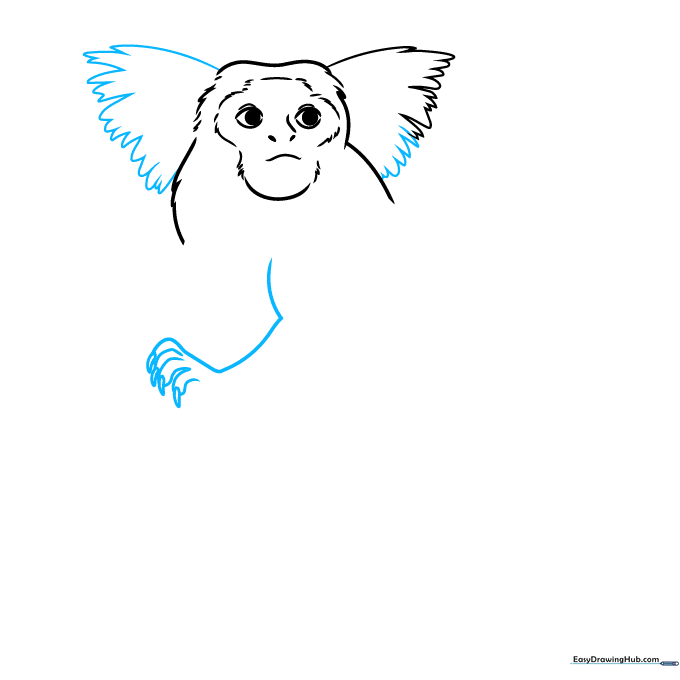 Step-by-step drawing showing the marmoset's ear tufts and one arm with small claws.
