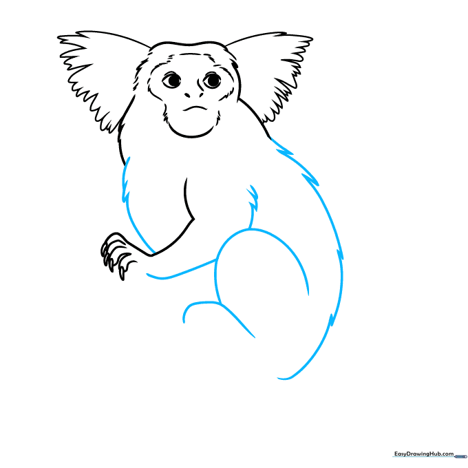 Pencil sketch of the marmoset's body showing fur texture on the chest and back.