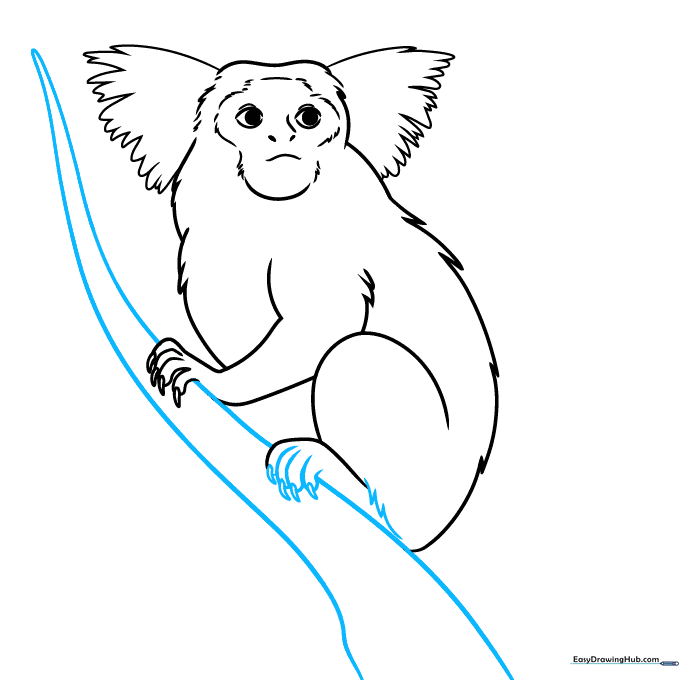 Drawing of a marmoset perched on a tree branch with visible foot details.