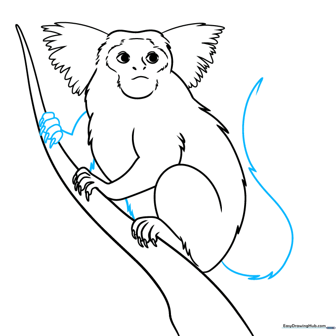 Drawing showing the marmoset's belly and the start of its long, curved tail.