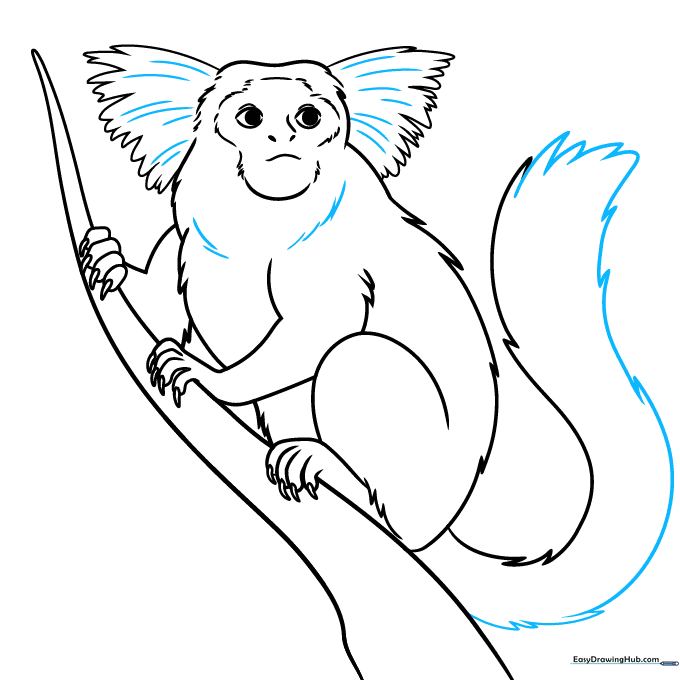 Pencil sketch showing refined fur texture on the marmoset's neck and tail.