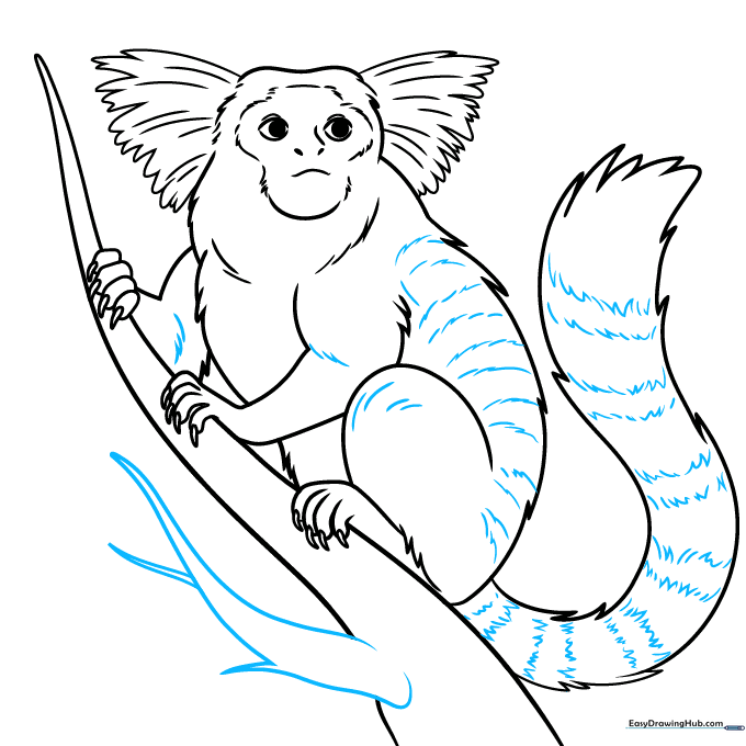 Drawing showing added stripes on the marmoset's back and rings on its tail.