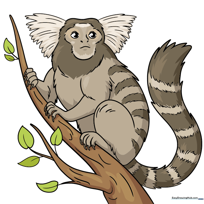 Finished, colored drawing of a marmoset with gray fur and a ringed tail.
