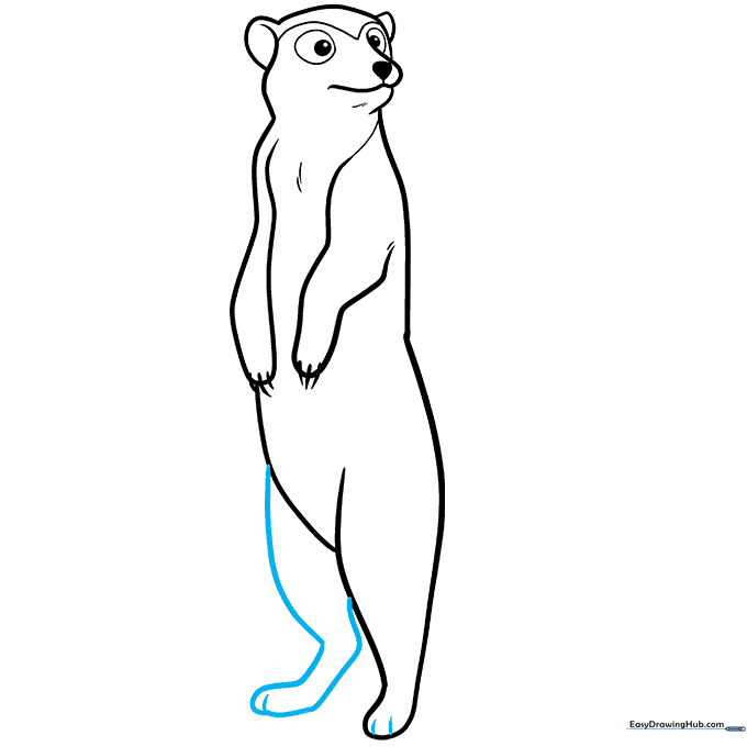 Adding the second rear leg and toe details to the meerkat drawing.